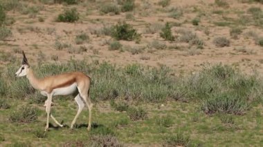 Springbok antilop satırında yürüyüş