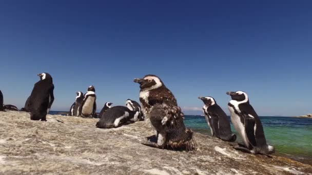 Pinguins africanos em rochas costeiras — Vídeo de Stock