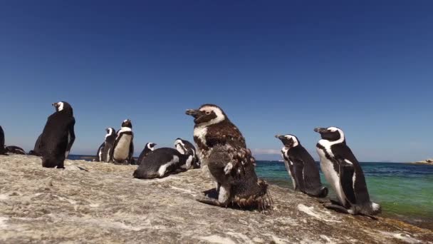 Pingüinos africanos en rocas costeras — Vídeo de stock