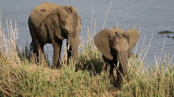 Feeding African elephants — Stock Video