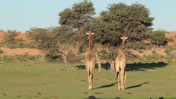 Жирафы ходят по высохшему руслу реки — стоковое видео