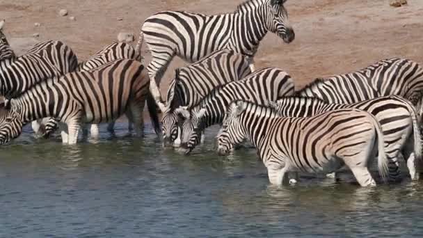 Plains Zebra's drinking water — Stockvideo