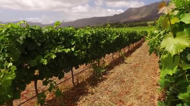 Paisaje del viñedo - Sudáfrica — Vídeo de stock