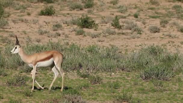 Αντιλόπες Springbok περπάτημα στη γραμμή — Αρχείο Βίντεο