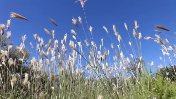 Agitando hierbas en el viento — Vídeo de stock