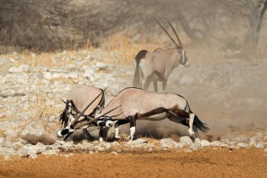 Gemsbok antilop mücadele 