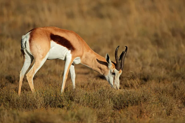 Feeding springbok antelope — Stock Photo, Image