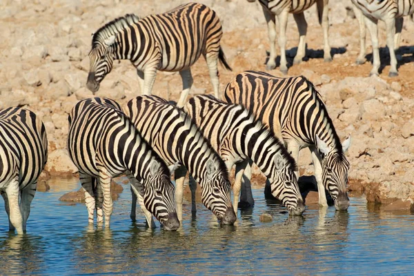 Planícies zebras água potável — Fotografia de Stock