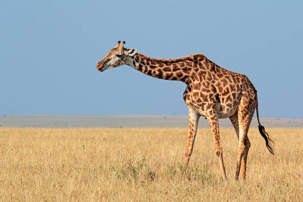 Masai giraffe in grassland