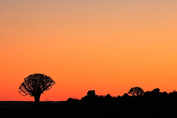 Silhouette d'arbre de carquois — Photo