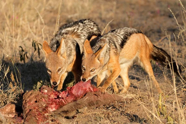 Scavenging chacales con respaldo negro — Foto de Stock