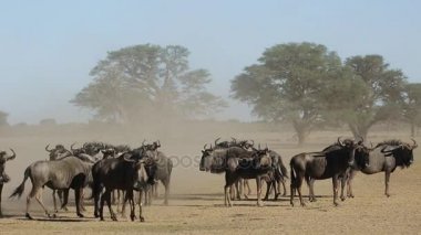 toz mavi wildebeest 