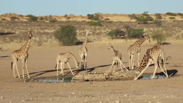 Jirafas en un pozo de agua — Vídeo de stock