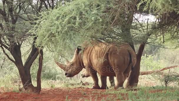 Белый носорог в естественной среде обитания — стоковое видео