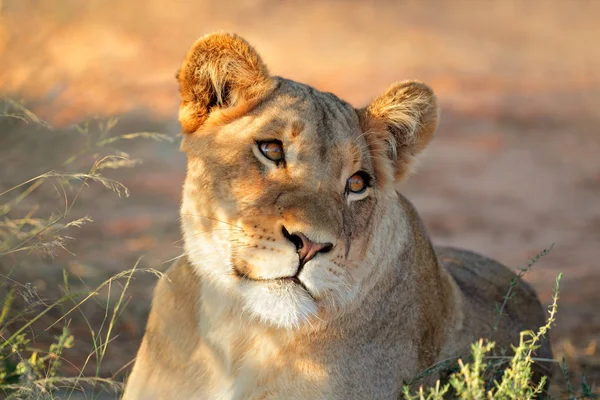 Portrait de lionne africaine — Photo