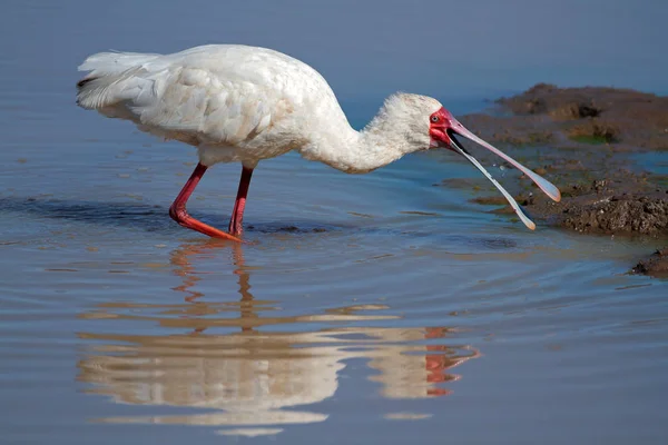 Afrikansk skedstork födosök — Stockfoto