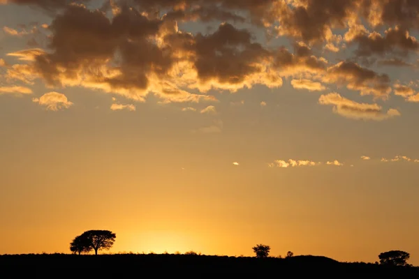 Африканський sunrise з силуетними дерев — стокове фото