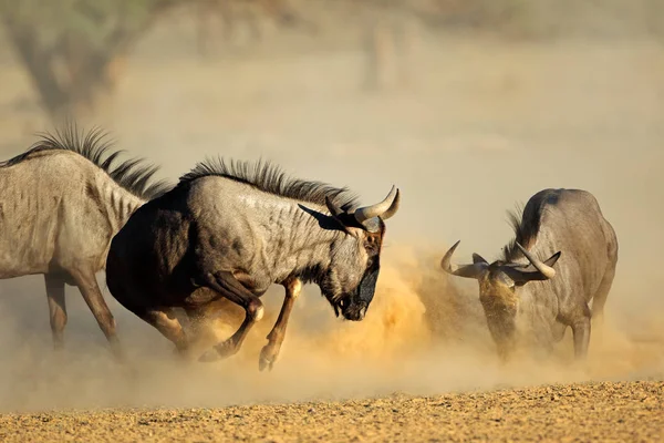 Mavi wildebeest mücadele — Stok fotoğraf