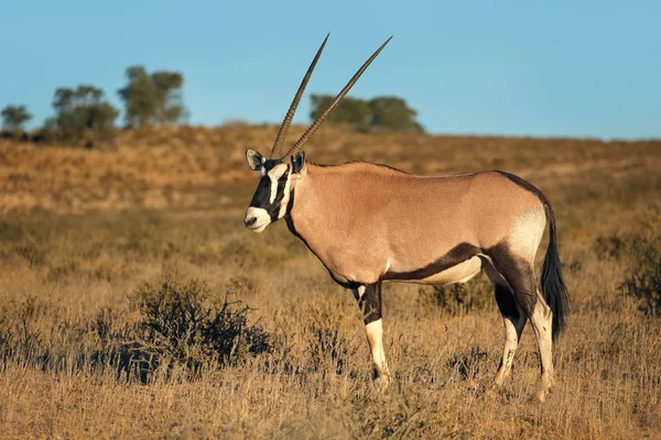 자연 서식 지에서 gemsbok — 스톡 사진