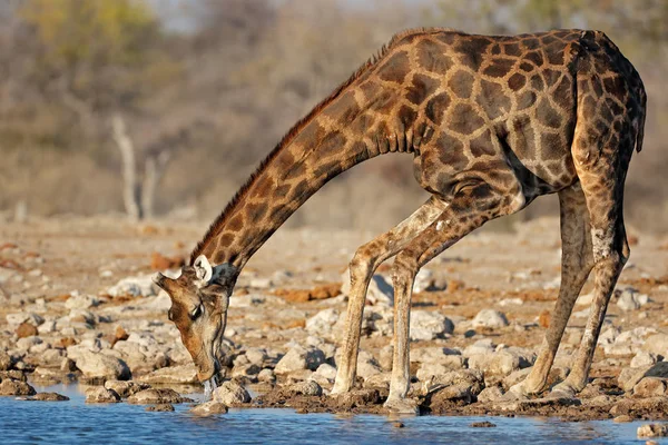 Girafa água potável — Fotografia de Stock