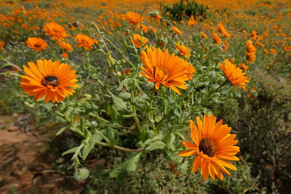 Flores silvestres - Sudáfrica —  Fotos de Stock