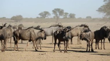 toz mavi wildebeest