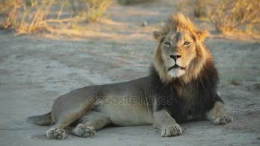 erkek Afrika aslanı  