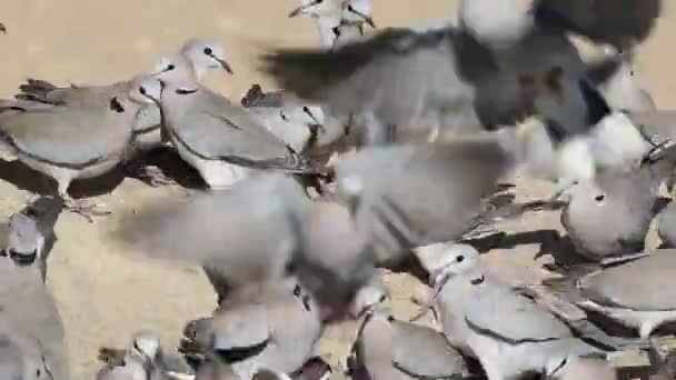 Cape turtle doves at waterhole — Stock Video