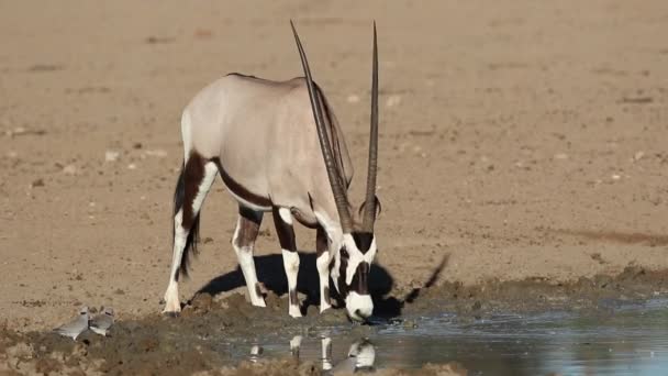 Gemsbok antilop içme suyu — Stok video
