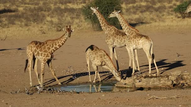 Giraffe in una pozza d'acqua — Video Stock