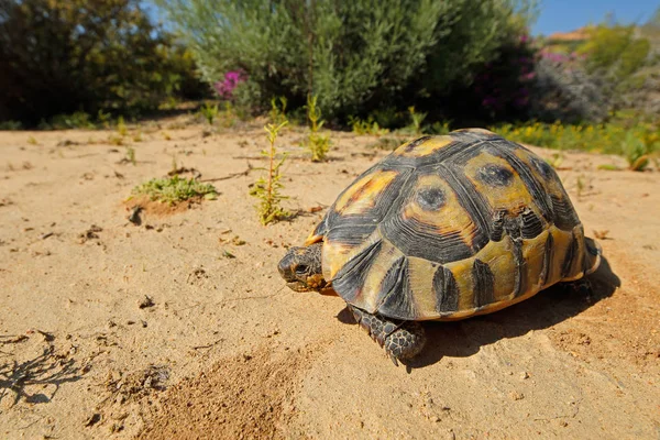 Tortuga angular - Sudáfrica —  Fotos de Stock