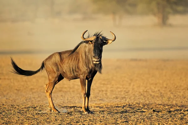 Blue wildebeest in dust — Stock Photo, Image