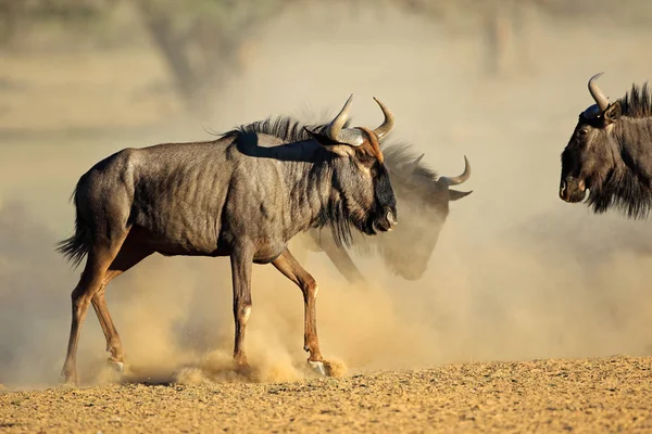 Wildebeest blu in polvere — Foto Stock