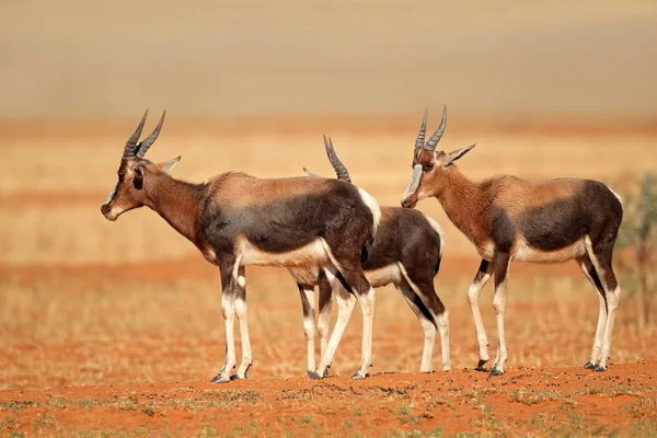 Antilopi Bontebok in habitat naturale — Foto Stock