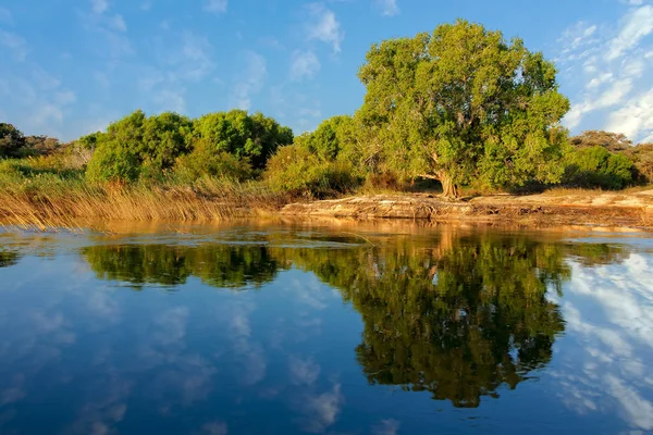 Bäume und Reflexion - Fluss Sambesi — Stockfoto