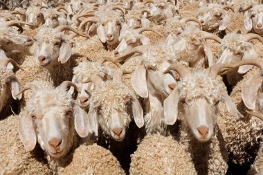 Bir padok Angora keçi