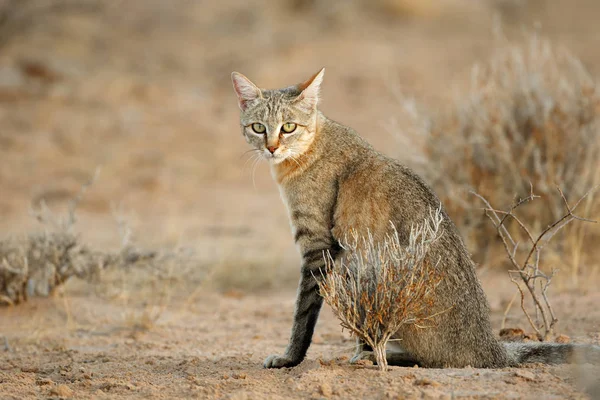 African wild cat — Stock Photo, Image