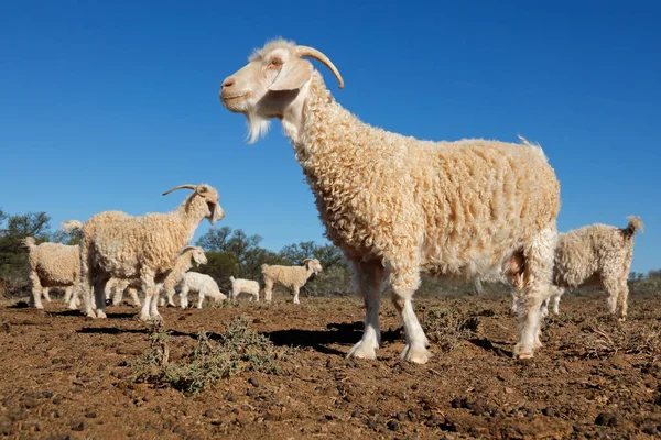 Angora goats on rural farm — Stock Photo, Image