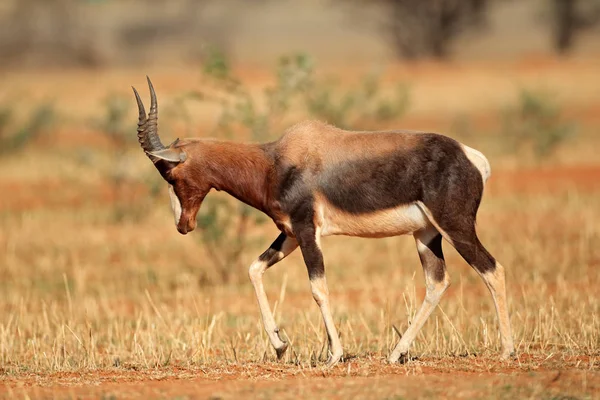 Antílope de Bontebok em habitat natural — Fotografia de Stock