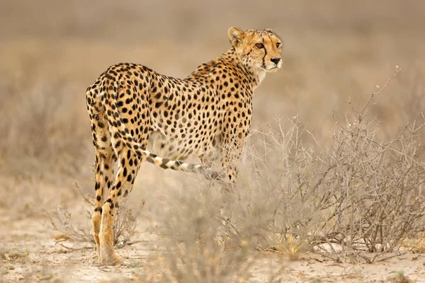 Cheetah em habitat natural — Fotografia de Stock