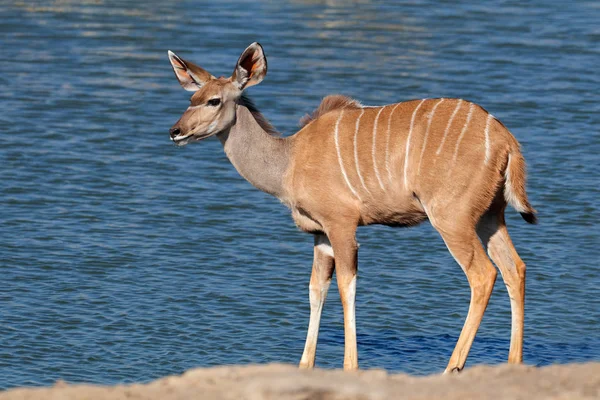 Kudu-Antilope an einem Wasserloch — Stockfoto