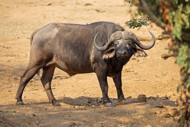 Afrika buffalo - Kruger Milli Parkı