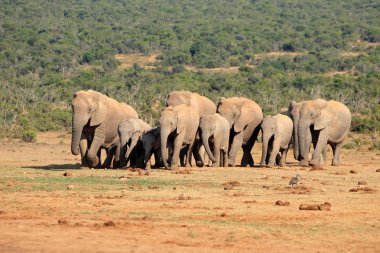 African elephant herd clipart