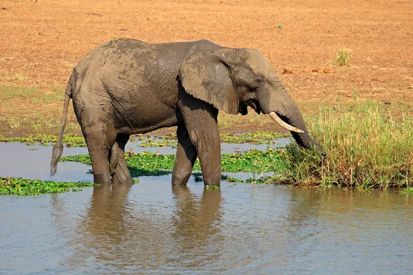 Африканський слон в річку — стокове фото