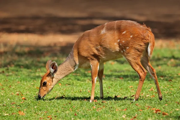 Antilope Nyala femelle — Photo