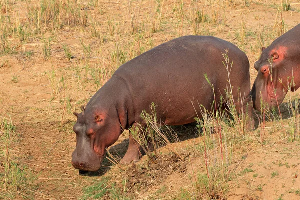 Hipopótamo em terra — Fotografia de Stock
