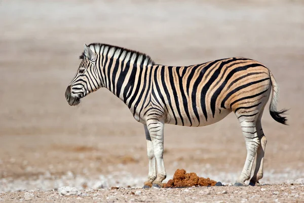 Cebra de llanuras - Parque Nacional de Etosha — Foto de Stock