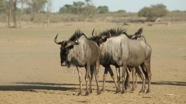 toz mavi wildebeest