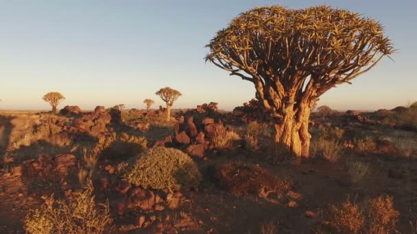 Carcaj al atardecer - Namibia — Vídeos de Stock