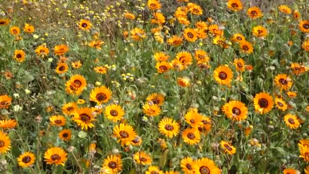 Kır çiçekleri - Güney Afrika — Stok video